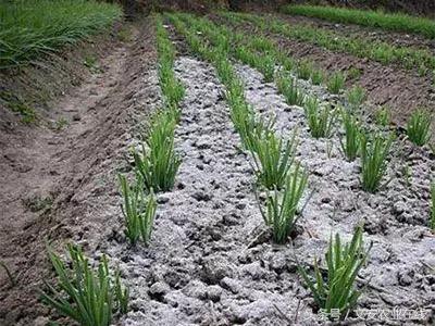 草木灰对哪些作物有用途,草木灰压成的颗粒有什么用途