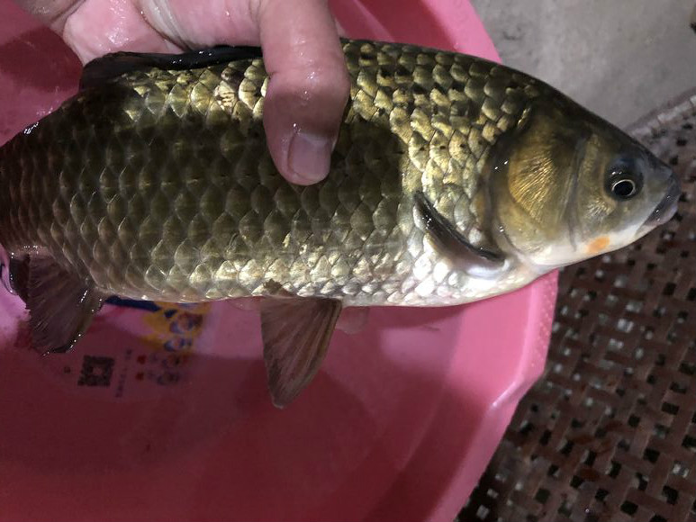 野生小鲫鱼真多啊,最接近土鲫鱼品种的鲫鱼