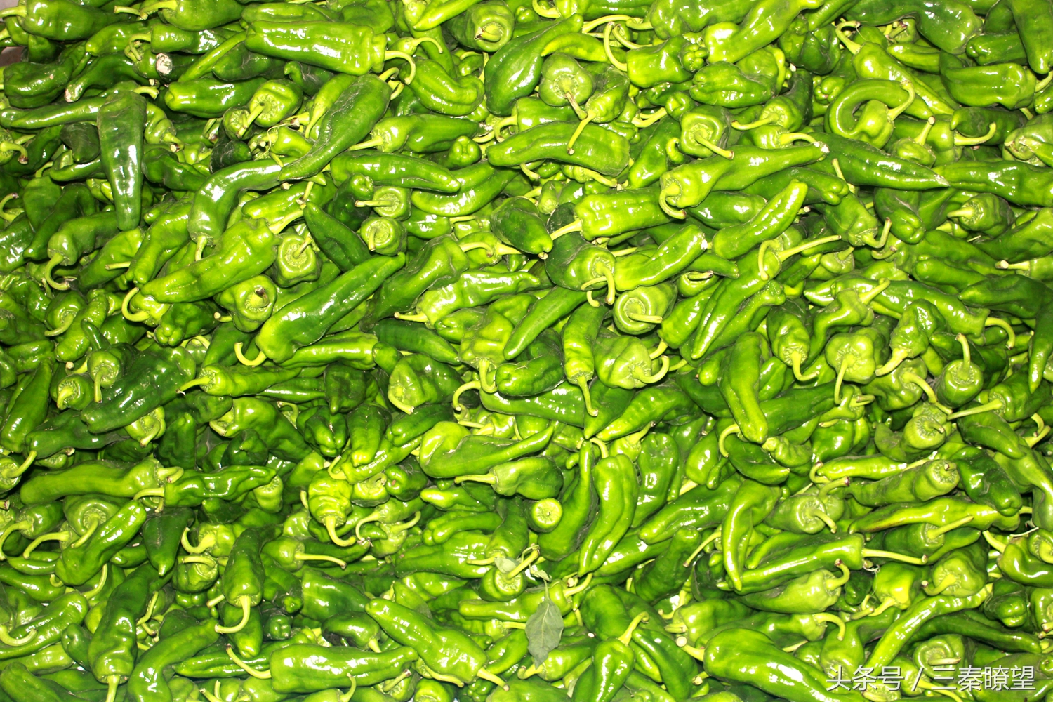 小产业引领大发展——陕西蒲城县龙池镇平头村高会学发展辣椒产业带领村民脱贫致富事迹