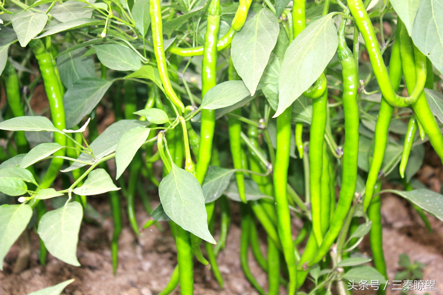 小产业引领大发展——陕西蒲城县龙池镇平头村高会学发展辣椒产业带领村民脱贫致富事迹