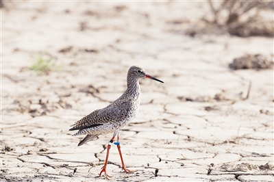 鸟儿叫背上小书包,鸟儿问我为什么背着书包