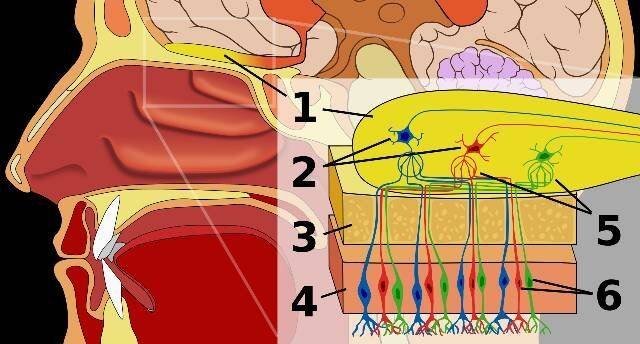 pm2.5进入肺部破坏肺泡,pm2.5如何影响肺部