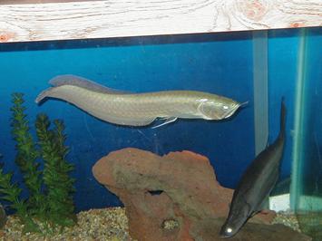 龙鱼配什么观赏鱼最好,高端观赏鱼龙鱼