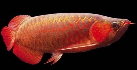 龙鱼配什么观赏鱼最好,高端观赏鱼龙鱼