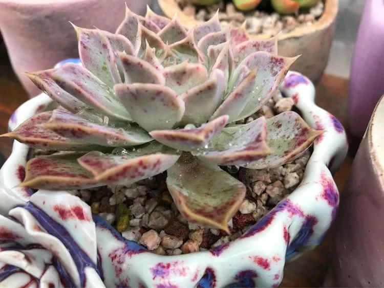 大家平时养多肉比较喜欢哪个系列,四年的养殖生涯