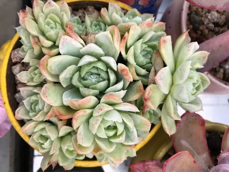 大家平时养多肉比较喜欢哪个系列,四年的养殖生涯