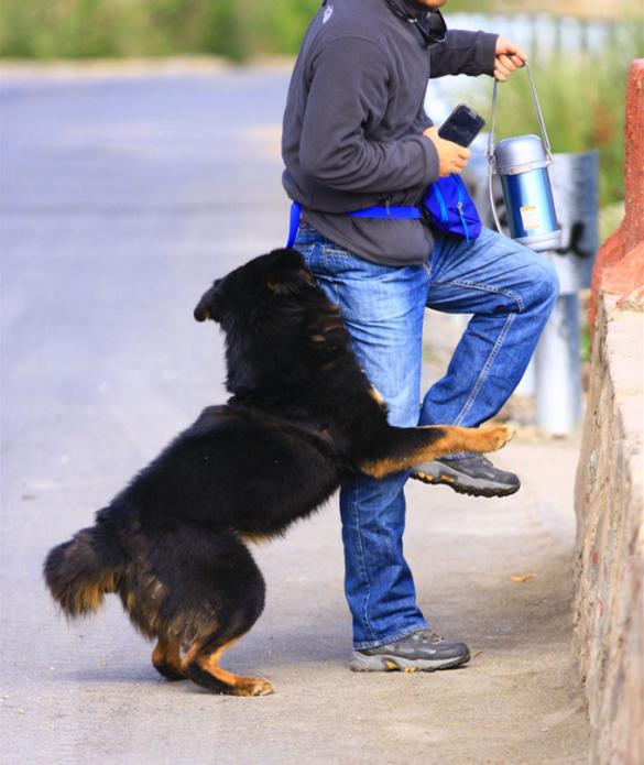 骑行川藏线遇到藏獒怎么办,川藏路线会遇到藏獒吗