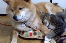 预防犬细小病毒的最好方法,犬细小病毒会传染给人吗