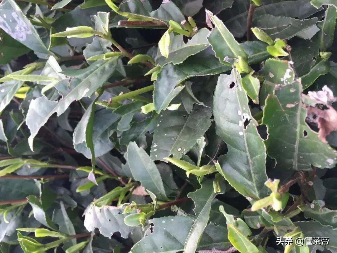 怎么辨别东方美人 (怎么分辨东方美人的好坏)