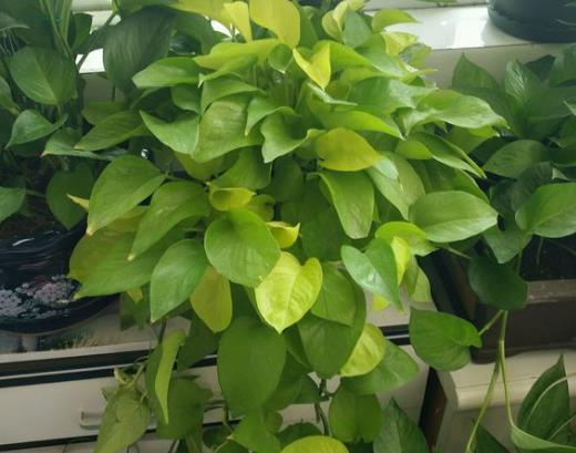 绿萝最喜欢的几种水,绿萝浇什么水养的活