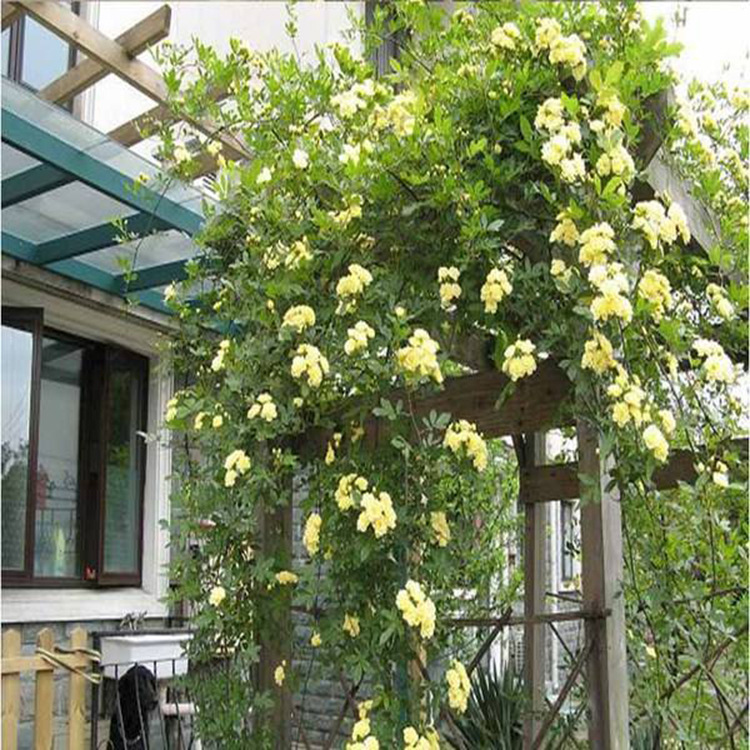 木香花又叫什么花,木香花的生长条件