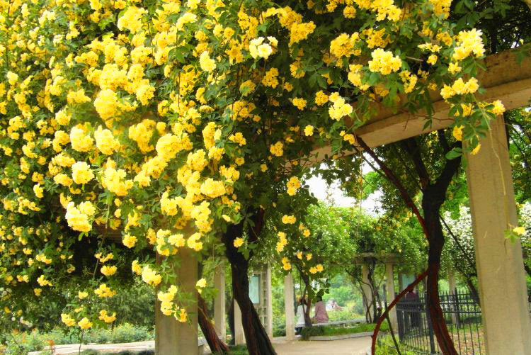 木香花又叫什么花,木香花的生长条件