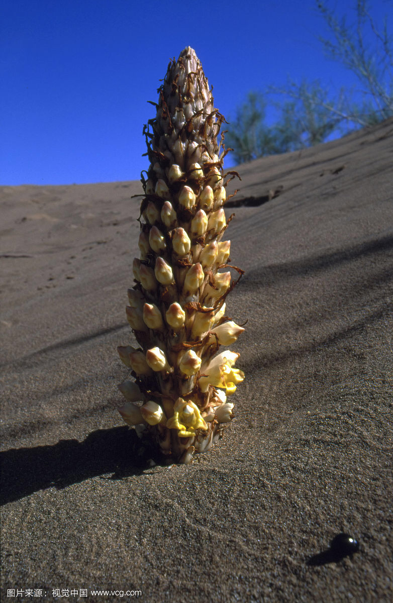 中药材肉苁蓉功效作用,中药材肉苁蓉片