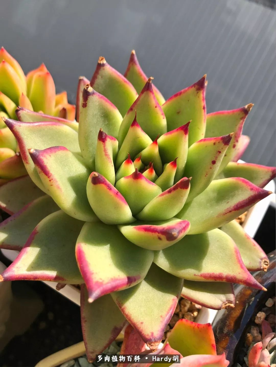 别人家的奶爸,别人家的多肉!一枚窗台*党**的多肉进阶之路!