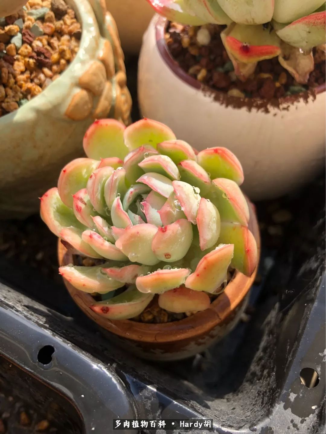 别人家的奶爸,别人家的多肉!一枚窗台*党**的多肉进阶之路!