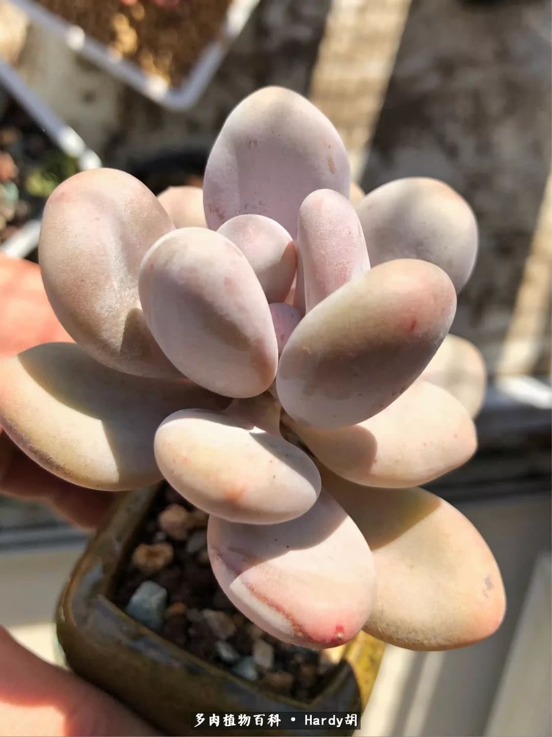 别人家的奶爸,别人家的多肉!一枚窗台*党**的多肉进阶之路!