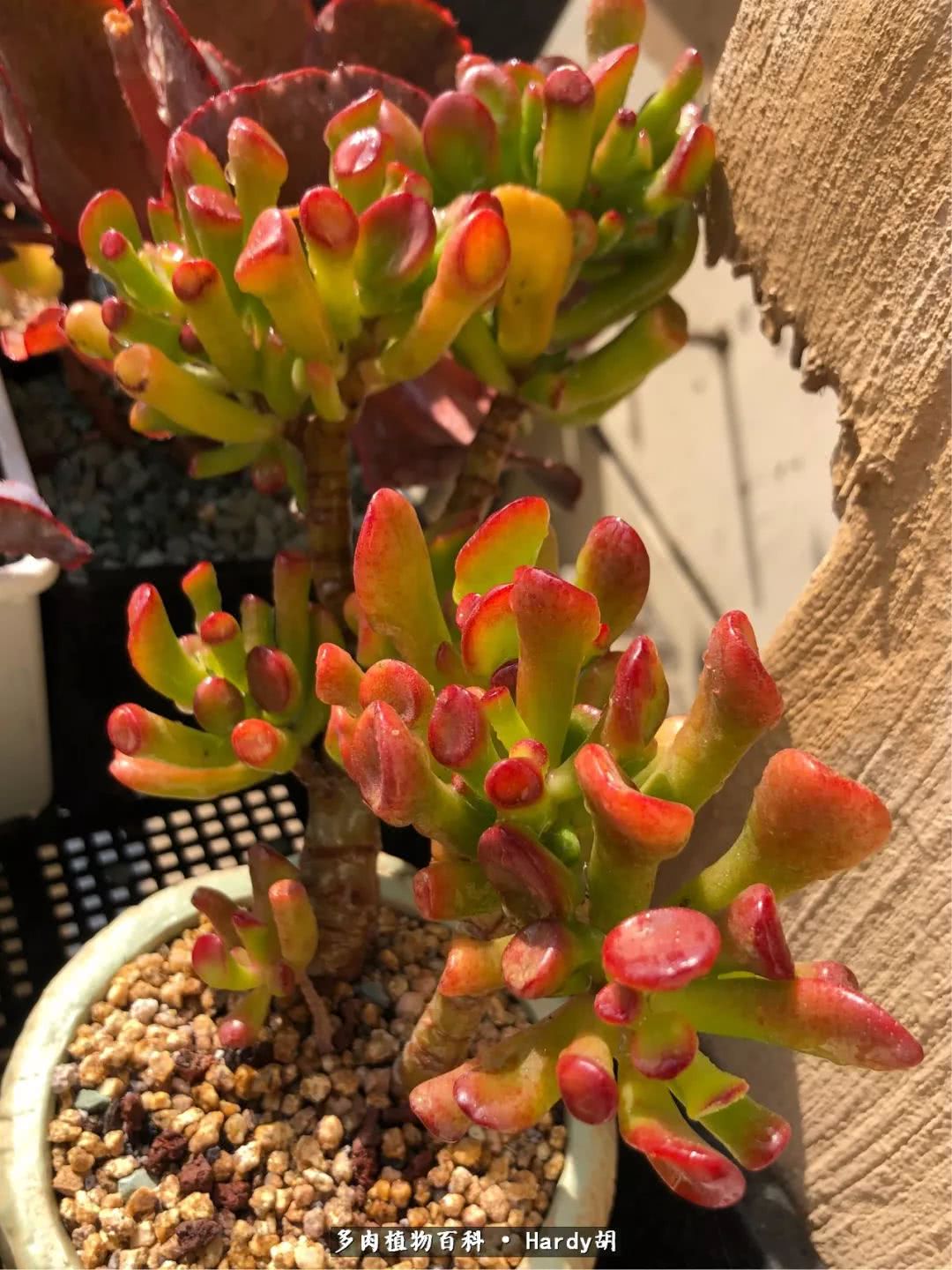 别人家的奶爸,别人家的多肉!一枚窗台*党**的多肉进阶之路!