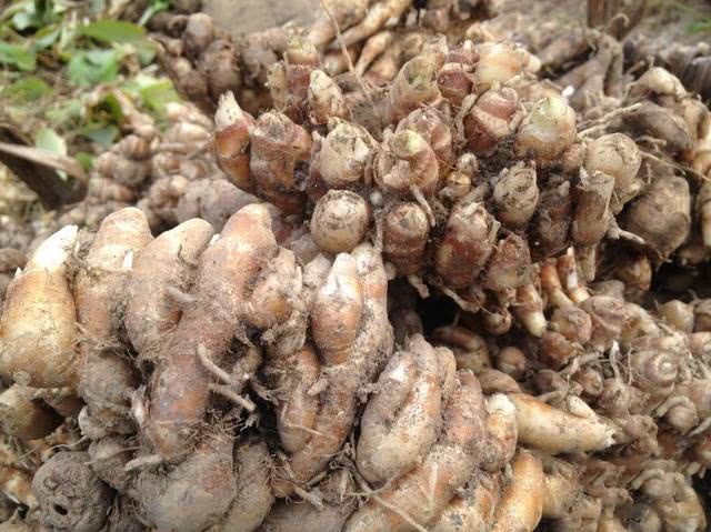 种植价值高的香料植物,农村十大香料根茎植物
