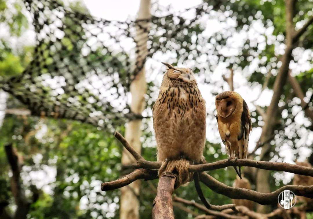 动物园万圣节里面有什么,万圣节动物王国