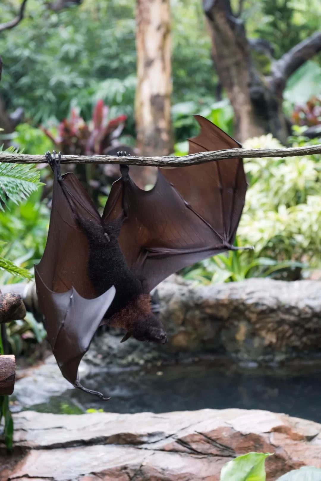 动物园万圣节里面有什么,万圣节动物王国