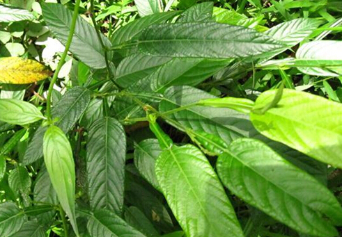 中药葫芦茶的图片,中药材葫芦茶根