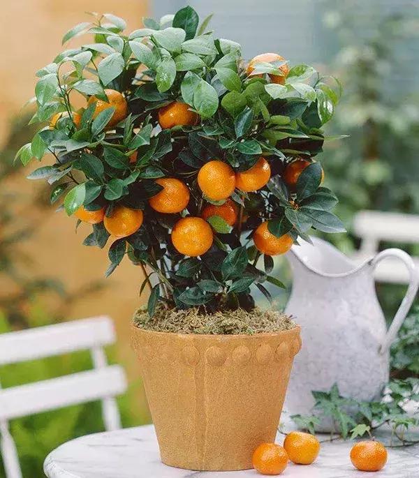 适合冬季观赏的植物,临近冬日常见的花卉植物