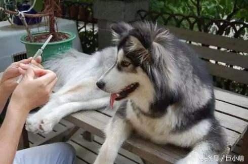 狗狗有狂犬病会出现哪几种表现,狗狗有狂犬病的四大表现