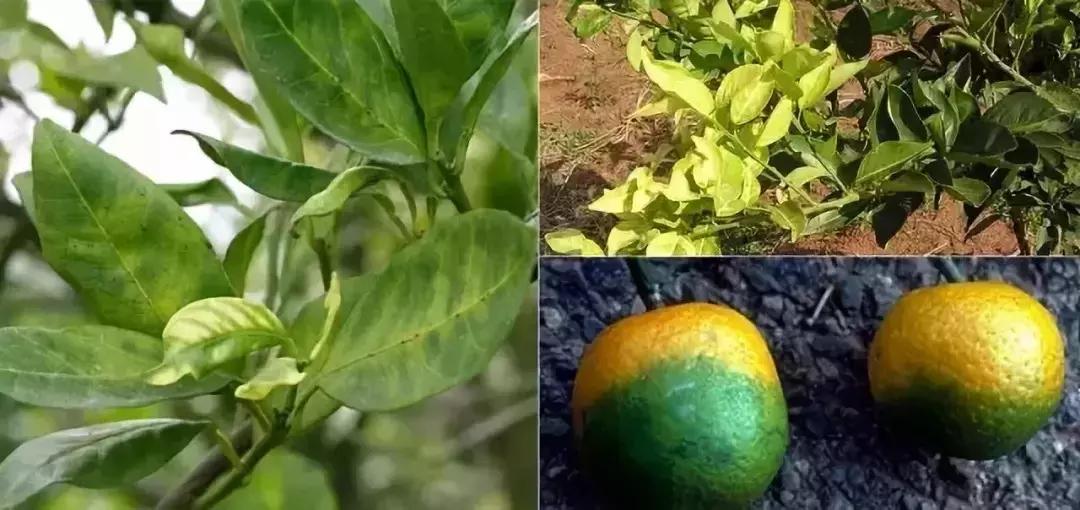 柑橘的病害图片大全及防治,柑橘的病害图谱及防治措施