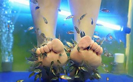 温泉鱼疗水疗效果怎么样,温泉鱼注意事项和禁忌