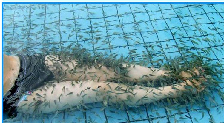 温泉鱼疗水疗效果怎么样,温泉鱼注意事项和禁忌