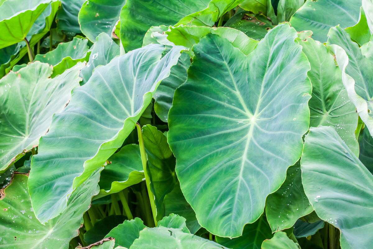 中药芋叶,中药槲叶