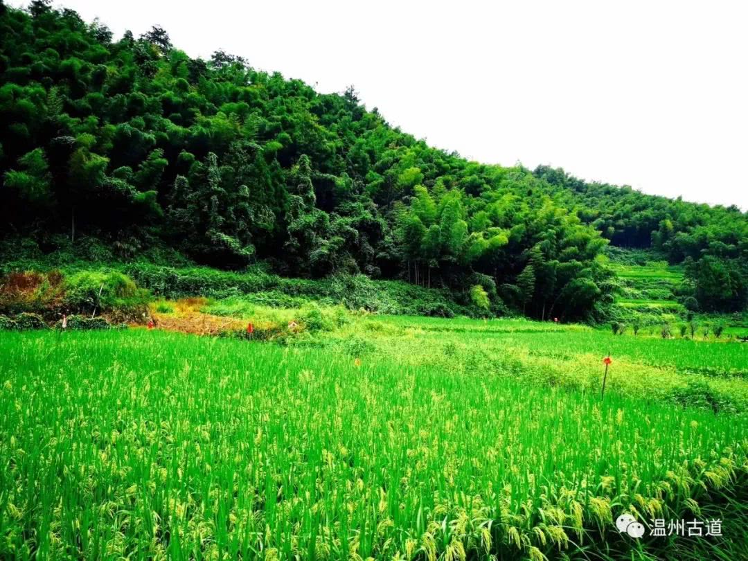 瓯海瞿溪风景,远山近水如诗如画