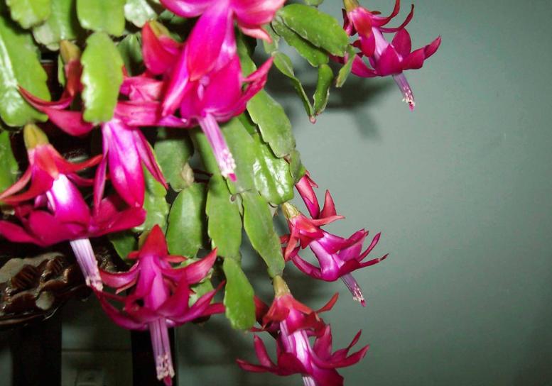 花盆里的土结块了怎么弄出来,盆里有硬块怎么处理