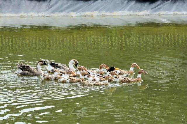 探秘2500亩魔都后花园!欧式别墅独栋、宠物乐园、动物农场高尔夫