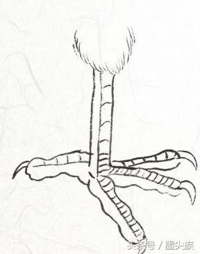 禽鸟脚爪结构图大全,鸟爪子的画法和技巧