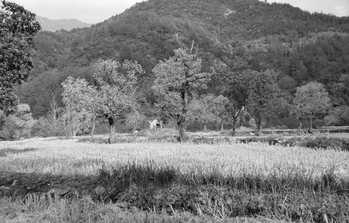 我的岳父岳母是我父母,我的岳父岳母完整版