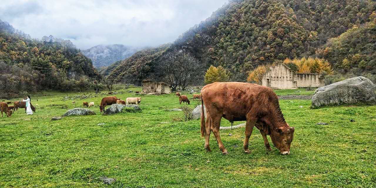 秋景西安好去处,雨后遇晴天留坝寻秋色