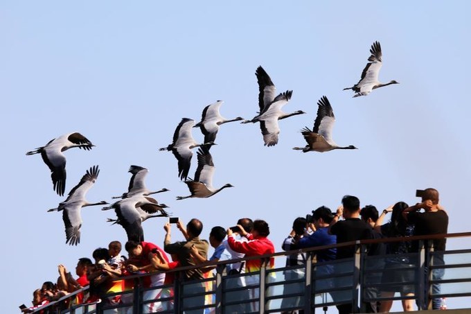 东营黄河入海口旅游攻略,东营河海交汇旅游攻略