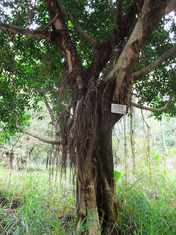 穷驴旅游,港囧游香港