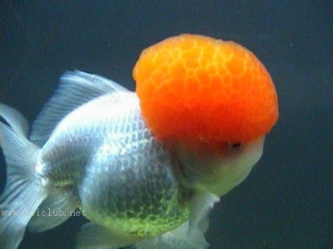 泰帽金鱼是什么品种,金鱼品种如何分类图解大全