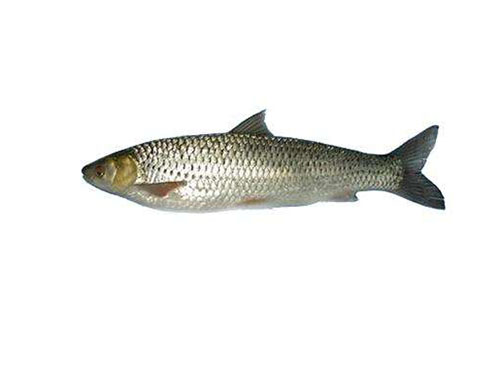 来来来钓友们快看看，文中的淡水鱼被你们钓出了几种？