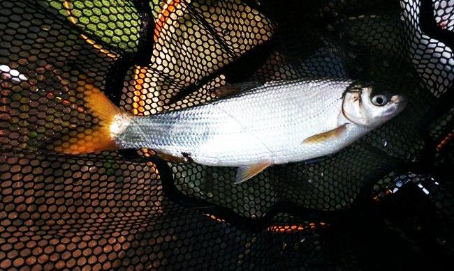 来来来钓友们快看看，文中的淡水鱼被你们钓出了几种？