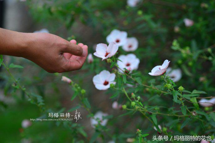 日系小清新高砂芙蓉,高砂芙蓉