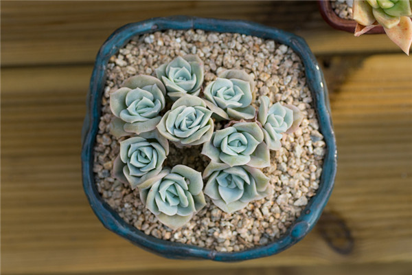 多肉植物长气根的原因和处理方法,多肉植物长了气根