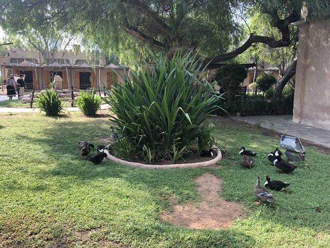 阿联酋沙漠之旅骑着骆驼去旅行,记录一次说走就走的阿联酋迪拜游