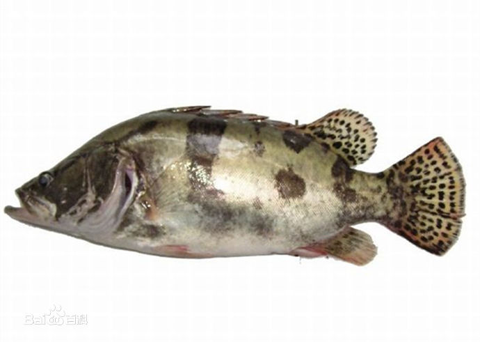 来来来钓友们快看看，文中的淡水鱼被你们钓出了几种？