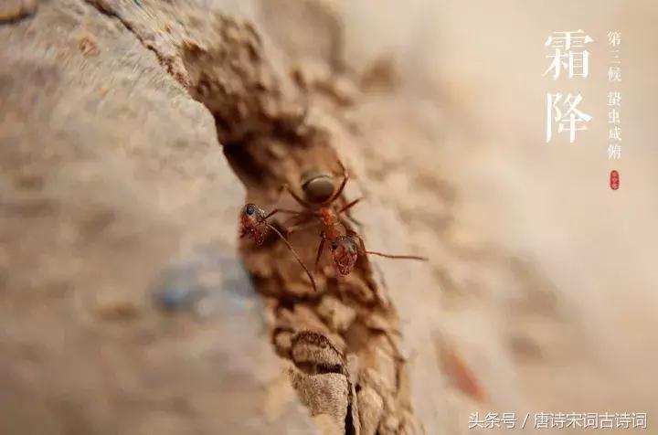 霜降来了天气寒,霜降来了柿子红了