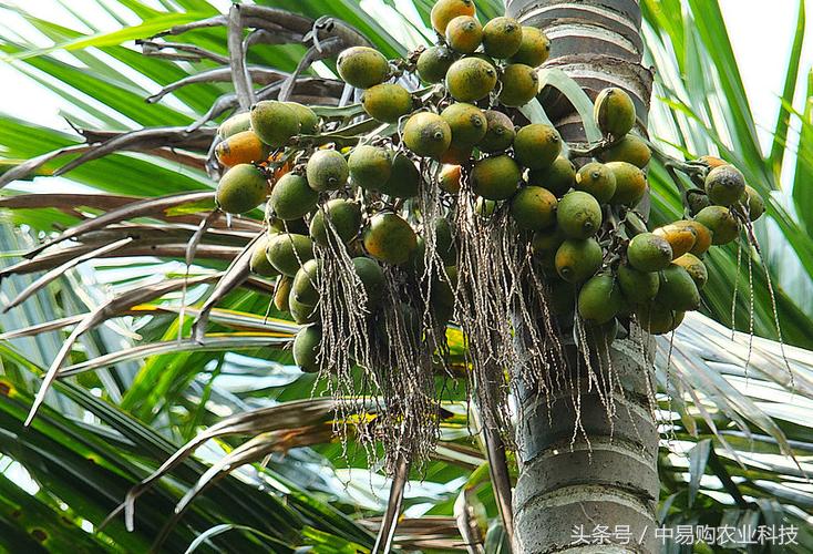 槟榔加烟什么危害,槟榔加烟的危害到底有多大