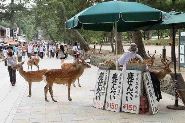 日本奈良小鹿饿到只吃草,聪明的日本奈良小鹿
