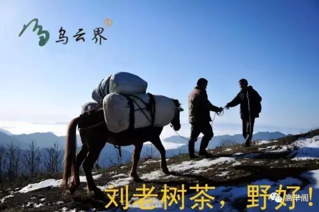 随笔——雪莲花：寻梦西溪